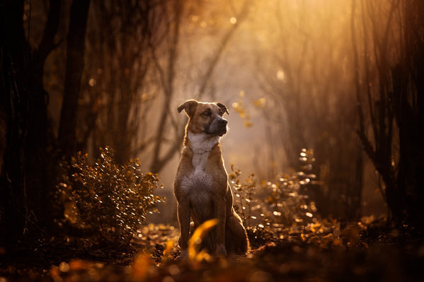 Photograph Alexandre Marques Canela on One Eyeland