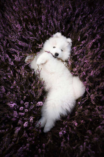 Photograph Fleur Scholte Zelda on One Eyeland