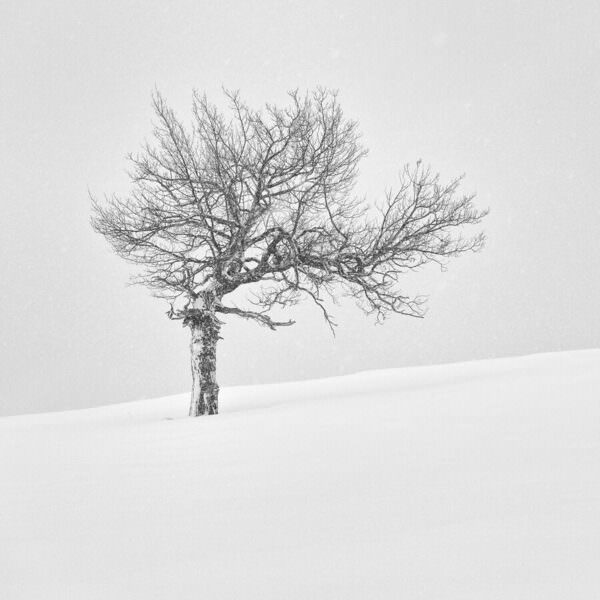 Photograph Tatiana Biriukova Oak on One Eyeland