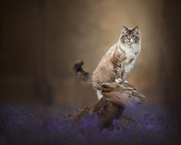 Photograph Kat De Laet On The Lookout on One Eyeland