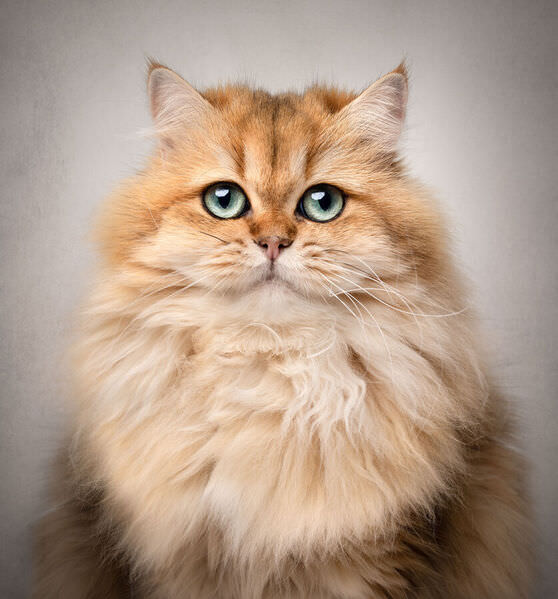 Photograph Kat De Laet Golden on One Eyeland