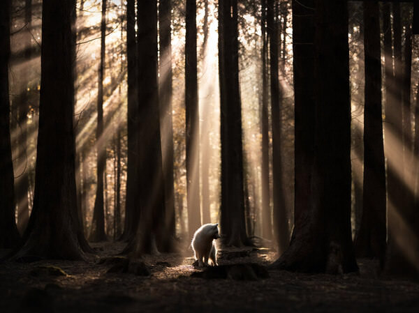 Photograph Fleur Scholte Rays on One Eyeland