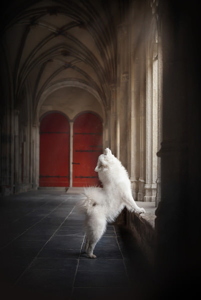 Photograph Fleur Scholte Howl on One Eyeland