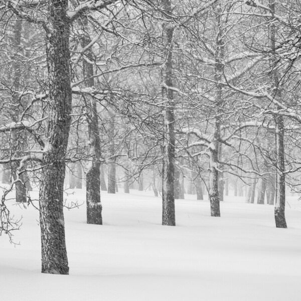 Photograph Evgeny Ivanov Snowfall on One Eyeland