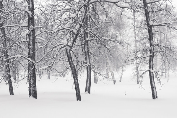 Photograph Tatiana Biriukova Dancing Forest on One Eyeland