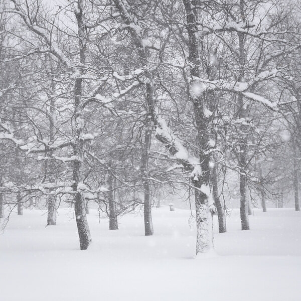 Photograph Tatiana Biriukova Winter Forest on One Eyeland