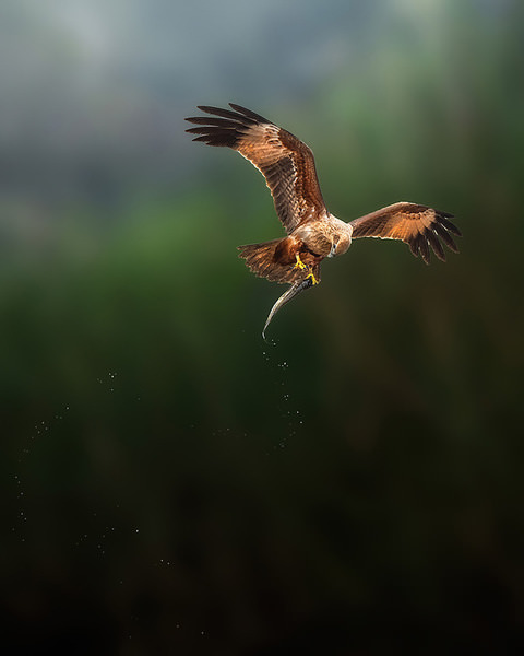 Photograph Jayanta Guha Brahminy Kite With Fish on One Eyeland
