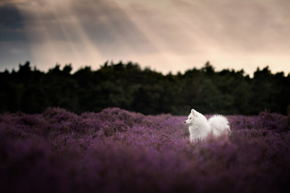 Photograph Fleur Scholte Heather on One Eyeland