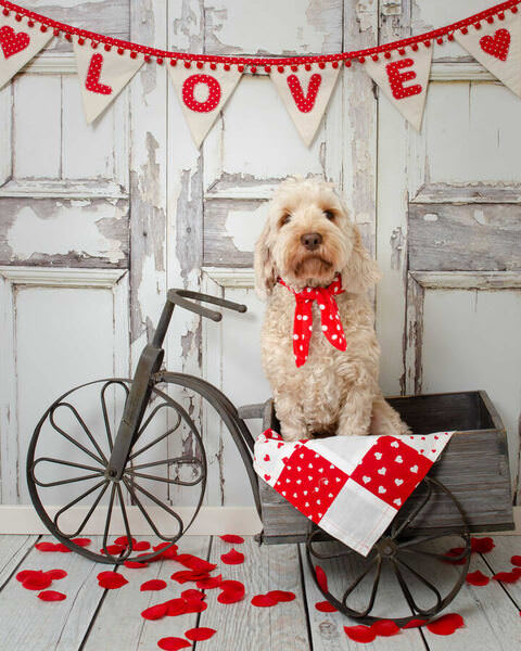 Photograph Annette Elkins Unconditional Love on One Eyeland