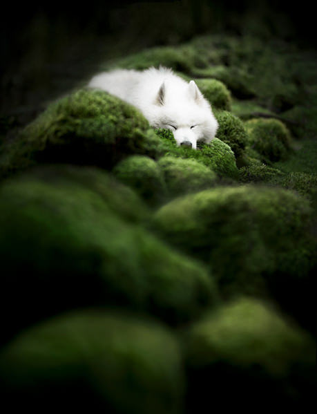 Photograph Fleur Scholte Moss on One Eyeland