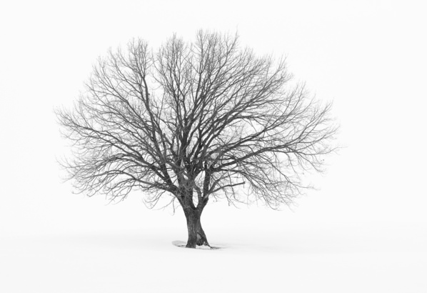 Photograph Tatiana Biriukova Beautyful Oak on One Eyeland