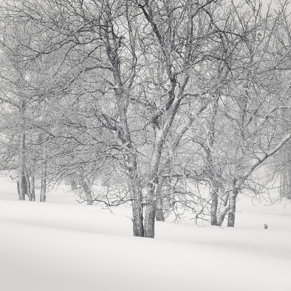 Photograph Tatiana Biriukova Winter Forest on One Eyeland