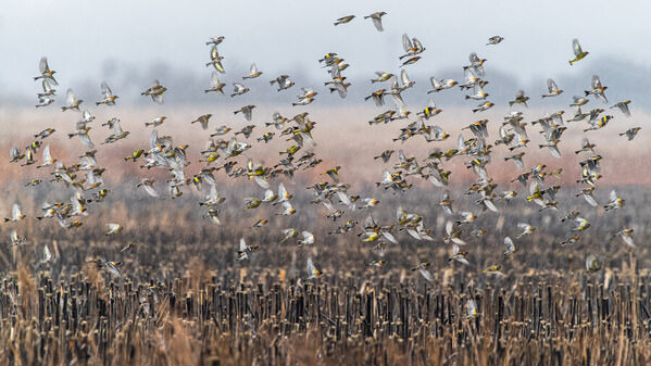 Photograph Damian Stopczynski Birds on One Eyeland