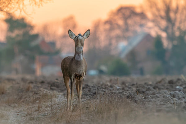 Photograph Damian Stopczynski Roe Deer on One Eyeland