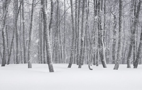 Photograph Tatiana Biriukova Winter Forest on One Eyeland