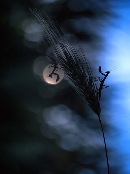 Photograph Fabio Sartori Night Creature on One Eyeland