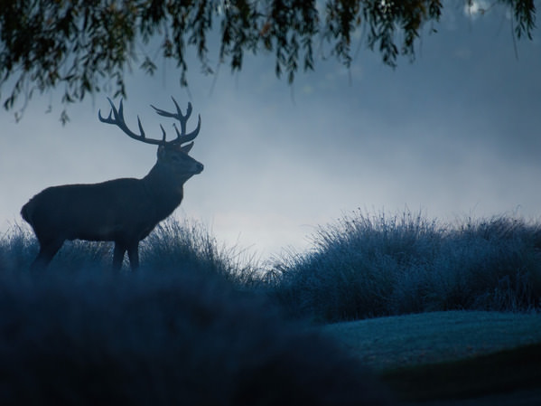 Photograph Anandhu M Dreamy Deer on One Eyeland
