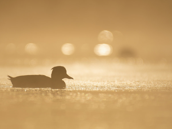 Photograph Anandhu M Golden Hour on One Eyeland