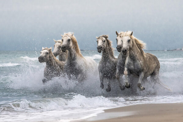 Photograph Joško Šimic Wild Horses on One Eyeland