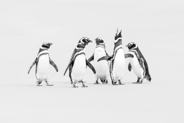 Photograph Andy Pollard Jackass Chorus on One Eyeland