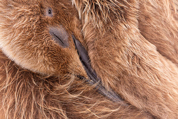 Photograph Andy Pollard Sleeping Beauty on One Eyeland