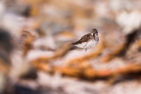 Photograph Andy Pollard Sandpiper In The Seaweed on One Eyeland