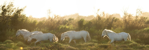 Photograph Alessandro Uboldi Wild Horses In Camargue on One Eyeland