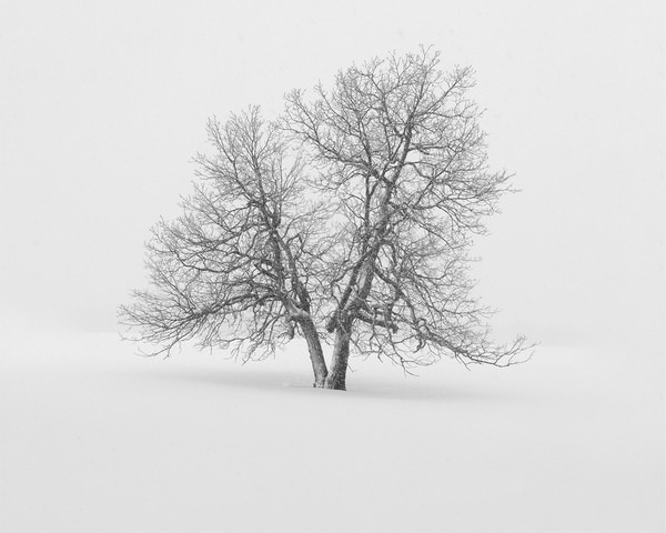 Photograph Tatiana Biriukova Winter Oak on One Eyeland