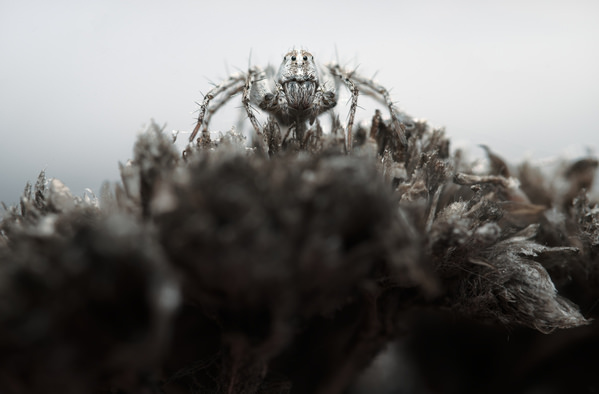 Photograph Panagiotis Dalagiorgos Lynx Queen on One Eyeland