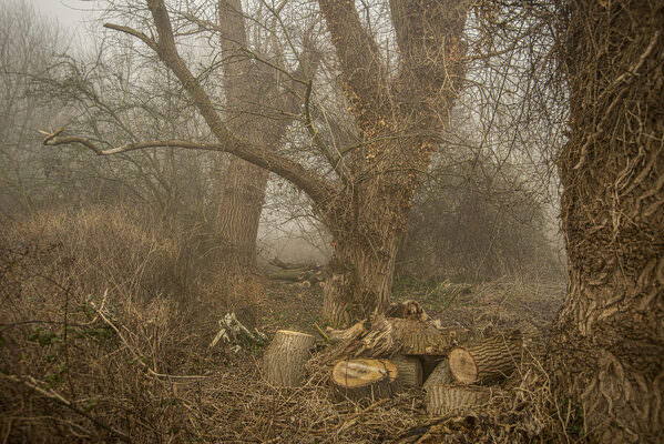 Photograph Adam Regan Coppicing Oaks on One Eyeland