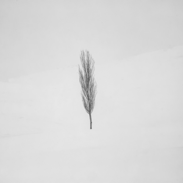 Photograph Ebrahim Rahiminezhad Tree In Snow on One Eyeland