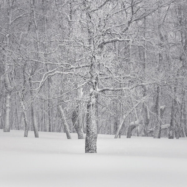 Photograph Tatiana Biriukova Tree on One Eyeland