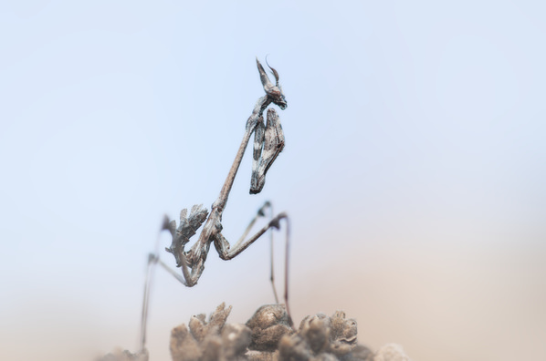 Photograph Panagiotis Dalagiorgos Mesmerizing Empusa on One Eyeland