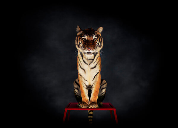 Photograph Richard Mountney Tiger 1 on One Eyeland