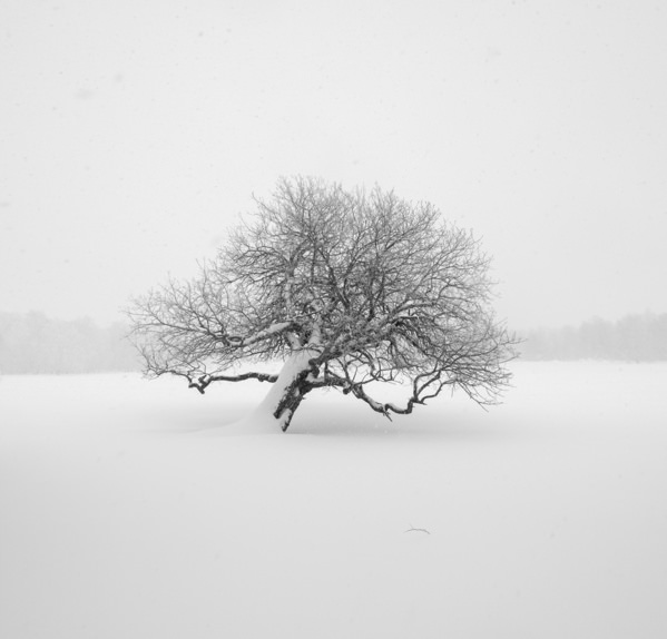 Photograph Evgeny Ivanov Forest Keeper on One Eyeland