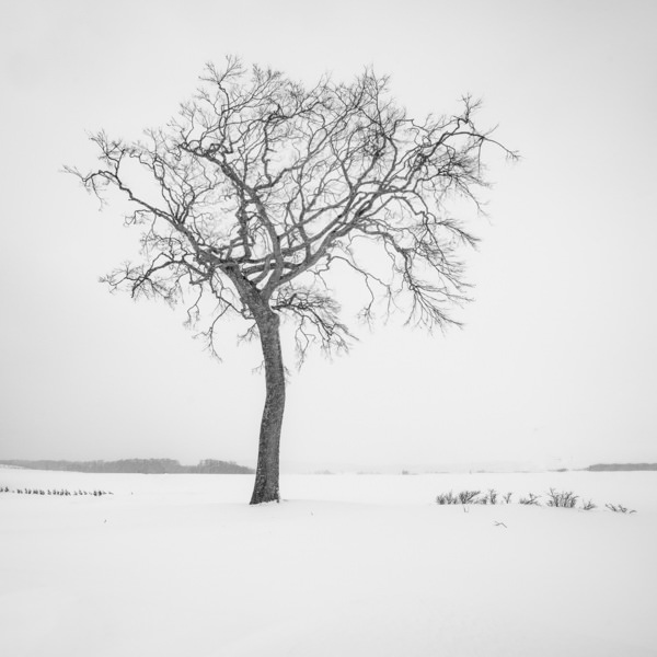 Photograph Kazuyuki Toriumi Lone Tree on One Eyeland