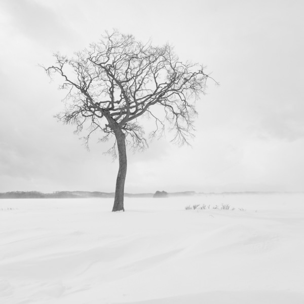 Photograph Kazuyuki Toriumi Lone Tree on One Eyeland