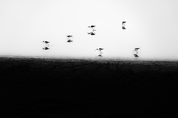 Photograph Graham Earnshaw Feeding Time on One Eyeland