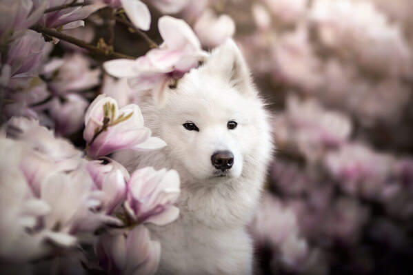 Photograph Fleur Scholte Magnolia on One Eyeland