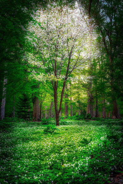 Photograph Hiromasa Morioka Spring Forest And White Flowers on One Eyeland