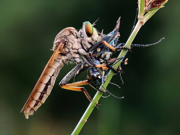 Photograph Zaki Purnomo Robberfly on One Eyeland