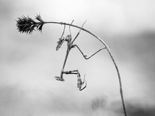 Photograph Panagiotis Dalagiorgos Hanging on One Eyeland