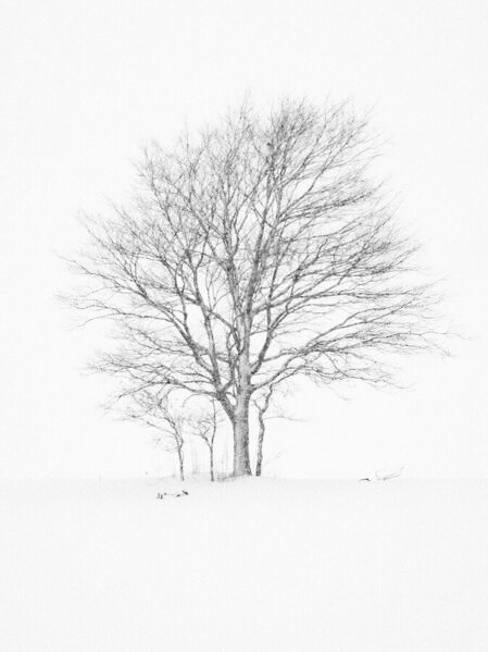 Photograph Kazuyuki Toriumi Lone Tree on One Eyeland