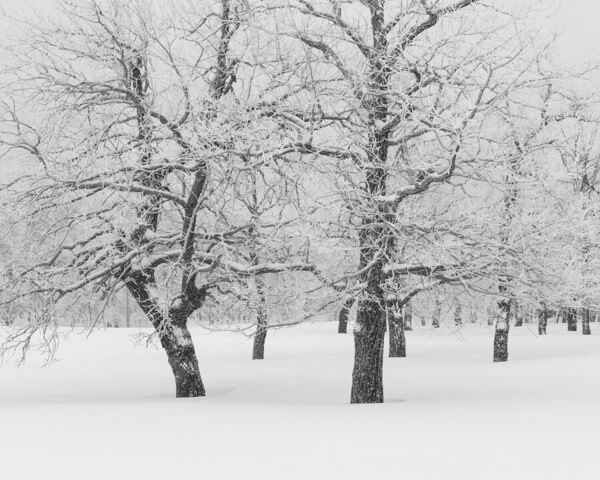 Photograph Tatiana Biriukova White Winter Forest on One Eyeland