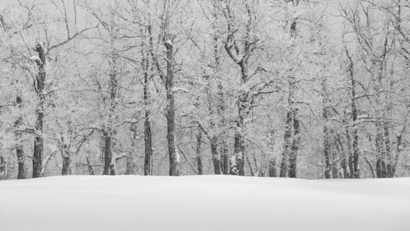 Photograph Tatiana Biriukova White Winter Forest on One Eyeland