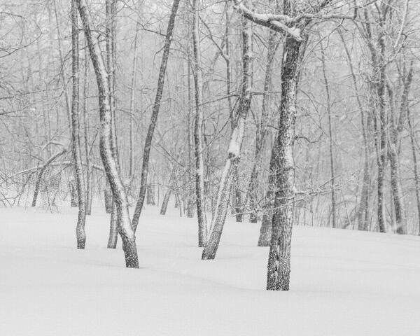 Photograph Tatiana Biriukova White Winter Forest on One Eyeland