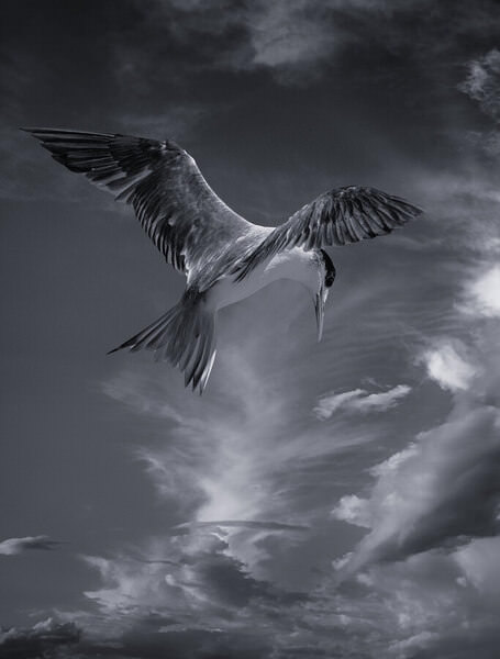 Photograph Steve Turner Fisher Bird on One Eyeland