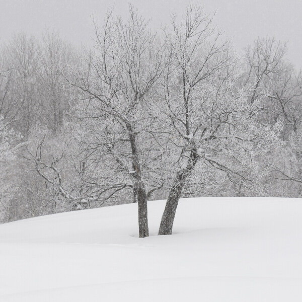 Photograph Tatiana Biriukova White Winter Forest on One Eyeland