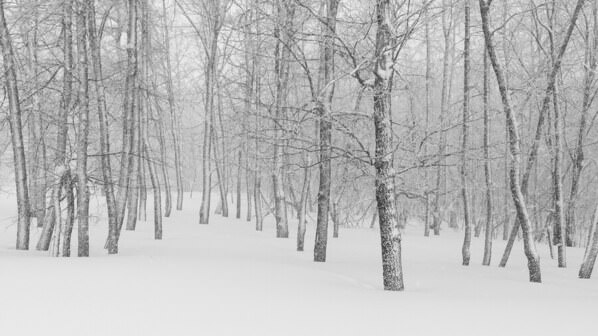 Photograph Tatiana Biriukova White Winter Forest on One Eyeland