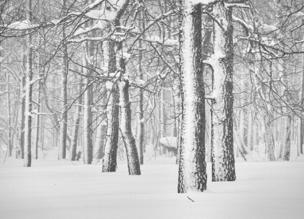 Photograph Evgeny Ivanov In Pairs on One Eyeland